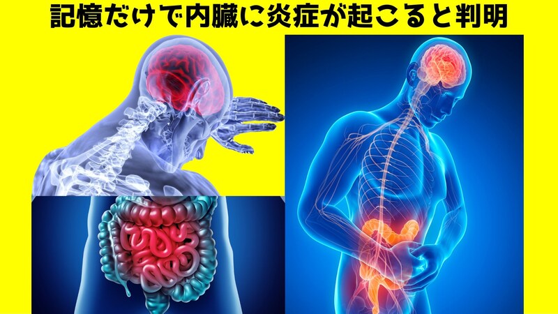 記憶だけで内臓に炎症が発生すると判明! 病は気からの原理解明か