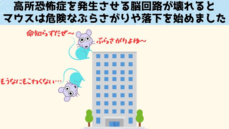 高さの恐怖から解放されたマウスは高所でのぶらさがりを楽しんだり飛び降りたりします