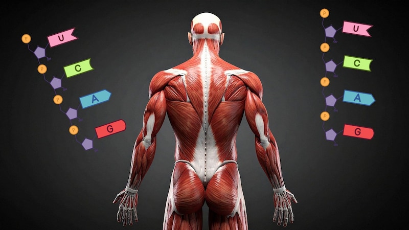 がんでの急激な体重減少は単に栄養を奪われているからではない