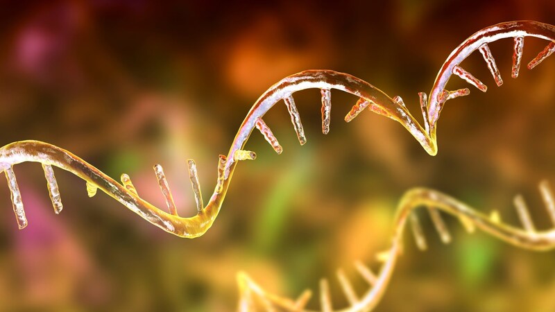 筋肉が痩せる謎を解明──がん治療を変える新視点