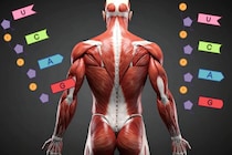 がんでの急激な体重減少は単に栄養を奪われているからではない