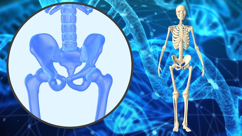 ヒトの二足歩行を可能にした遺伝子を解明!