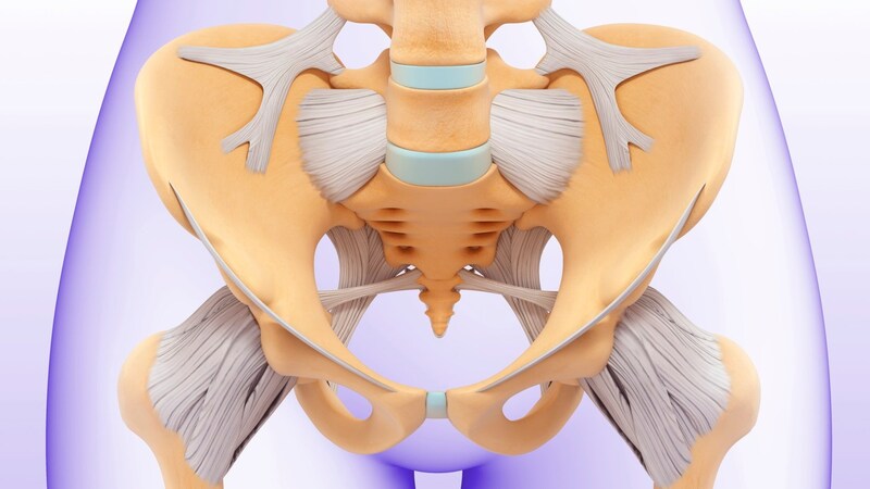 なぜヒトだけが立ち上がったのか?──骨盤が語る進化の謎