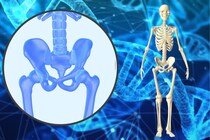 ヒトの二足歩行を可能にした遺伝子を解明！