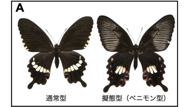 中間タイプを許さない？遺伝子が仕掛ける進化のチート