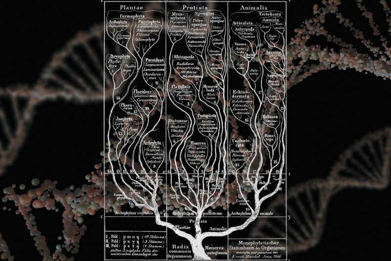 種の分岐は何が条件で起こるのか？
