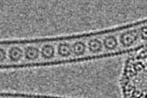 原子をナノチューブへ一列に閉じ込めた「一次元気体」の撮影に成功！