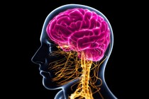 60年間知られなかった糖尿病治療薬の『脳』への意外な働き