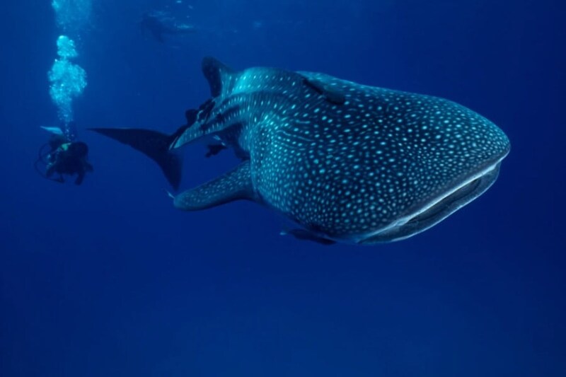 史上初、重度の「脊柱変形」を患うジンベエザメを発見【画像あり】