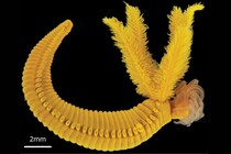 【毒をもって毒を制す】ヒ素と硫化水素に耐える深海ワームの戦術とは？