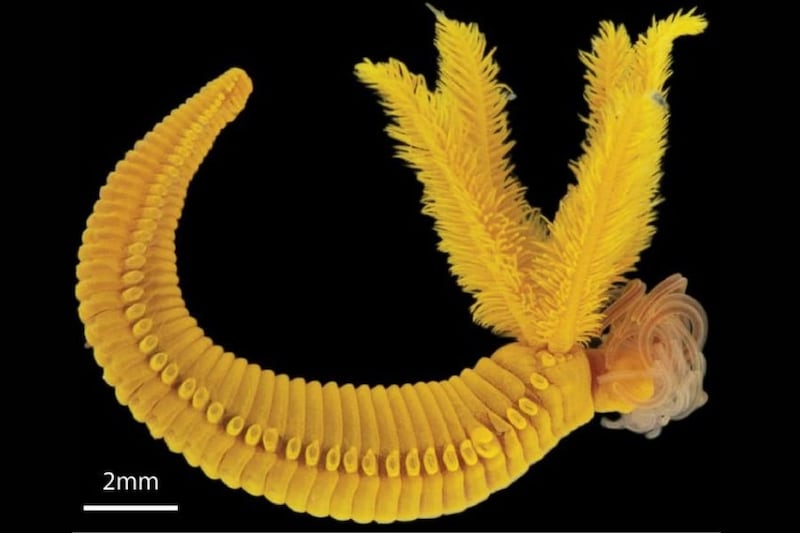 【毒をもって毒を制す】ヒ素と硫化水素に耐える深海ワームの戦術とは？