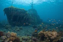 世界大戦後に”投棄された武器や船”が海洋生物の住処となっていた