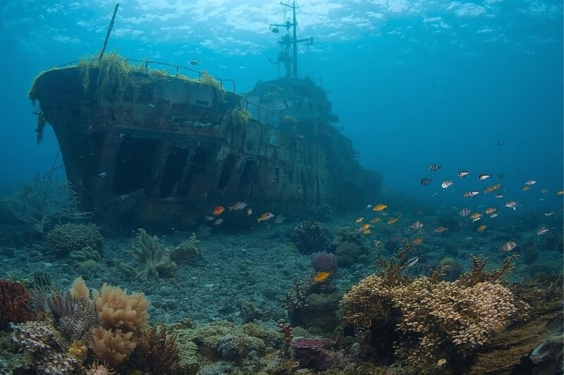 世界大戦後に”投棄された武器や船”が海洋生物の住処となっていた