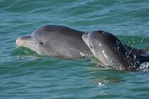 イルカの母親も子供に話しかけるとき「赤ちゃん言葉」を使っている