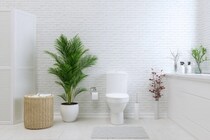 世界初、キノコで動く水なしトイレ「MycoToilet」を開発【画像あり】