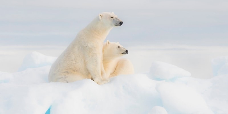 ホッキョクグマはなぜ南極にいないのか?
