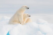 なぜシロクマは南極にいないのか？