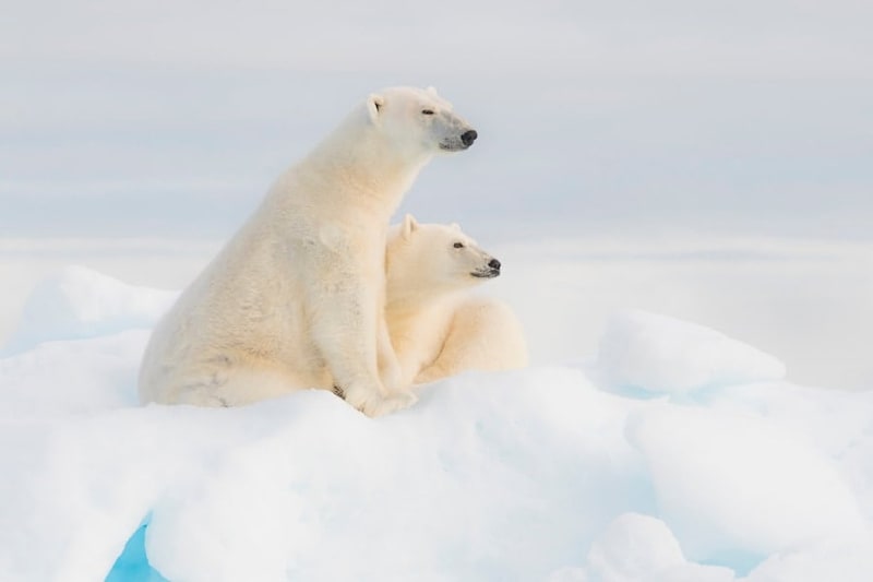 なぜシロクマは南極にいないのか?