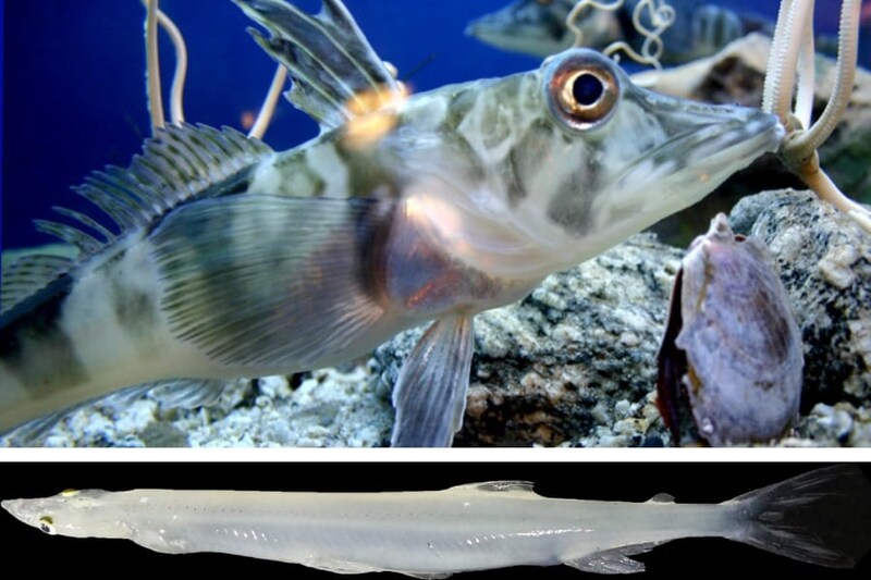 赤血球を持たない2種類の魚とは？ただし異なる理由を持つ