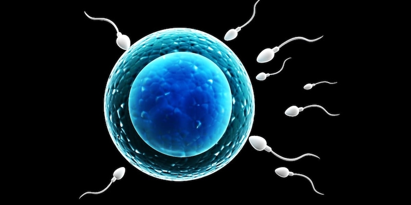 精子の数か質か、それが問題だ