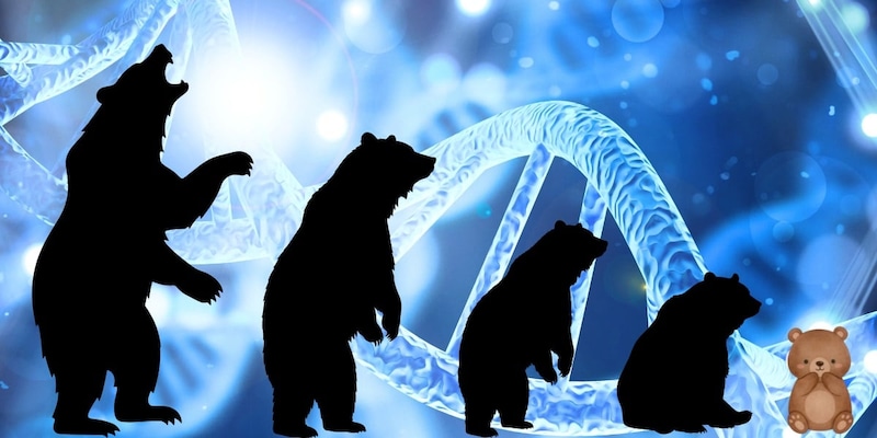 クマの「性格を変える進化」はアリなのか?
