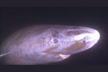 ニシオンデンザメはいかに数百年間も視力を維持しているのか