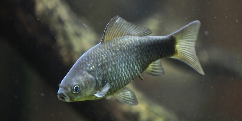 小骨が無くなった「中科6号」は少ないエサで早く育つ