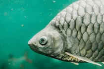 中国科学院「骨なし魚」を食卓へ――身の小骨80本超を遺伝子編集で消去