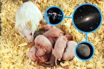 「宇宙に滞在したマウス」が帰還後に子どもを出産