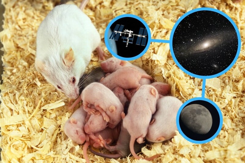 「宇宙に滞在したマウス」が帰還後に子どもを出産