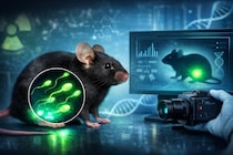 「光る精子」を作るマウスの開発に成功