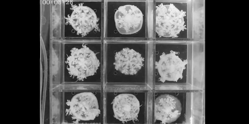 睡眠が「脳のため」なら脳がないクラゲはなぜ眠りるのか？