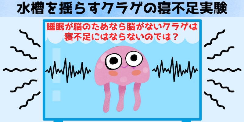 １世代前の大学で、クラゲを寝不足にする実験をしたいと言ったら狂人だと思われたかもしれません