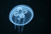 クラゲも人間のように昼寝をする――睡眠の起源は「脳のため」ではない？