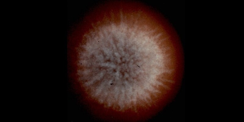 『失敗した超新星』が生んだ宇宙の凍った花火が850年間も消えなかった理由