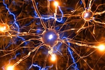 ASDの原因は興奮物質グルタミン酸の受容体が少ないからだった