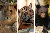 【実話】ライオン、トラ、クマの3頭が家族になった話