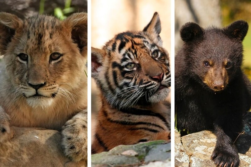 【実話】ライオン、トラ、クマの3頭が家族になった話