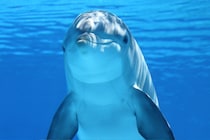 イルカも「性の喜び」を知るためのクリトリスを持っている