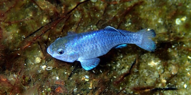 地球でいちばん「詰んだ魚」、DNAの変異速度まで限界仕様だった