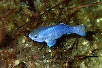 地球でいちばん「詰んだ魚」、DNAの変異速度まで限界仕様だった