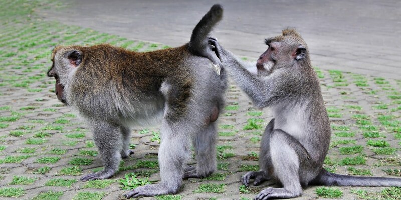 過酷な環境ほど、サルたちの同性間の性行動が多いことが分かった