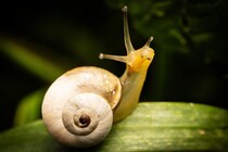 カタツムリの血から冬眠誘発物質を抽出して人工合成することに成功