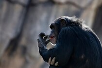 ローマ字や漢字が読めた天才チンパンジー「アイ」、49歳で亡くなる