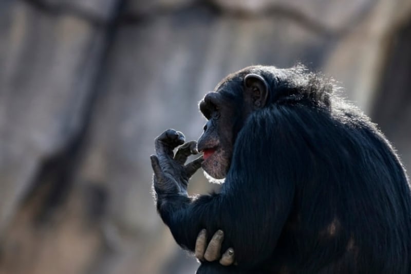 ローマ字や漢字が読めた天才チンパンジー「アイ」、49歳で亡くなる