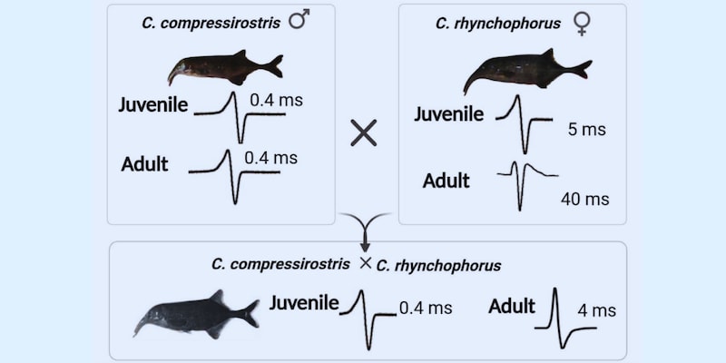 電気でしゃべる魚たちの「声変わり」を促す遺伝子たち