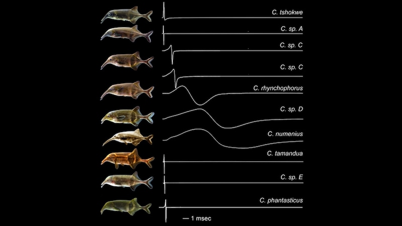 電気で会話する魚たちの世界