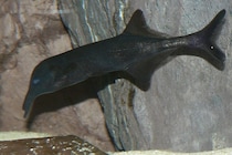 電気で会話する魚、成長で「声変わり」――その裏で動く7000の遺伝子