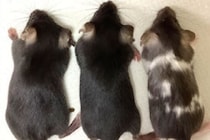 東大がヒト遺伝子の93％をマウスに“まるごと”移植できる技術を開発