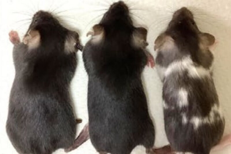 東大がヒト遺伝子の93％をマウスに“まるごと”移植できる技術を開発